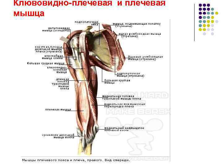 Клювовидно-плечевая и плечевая мышца 