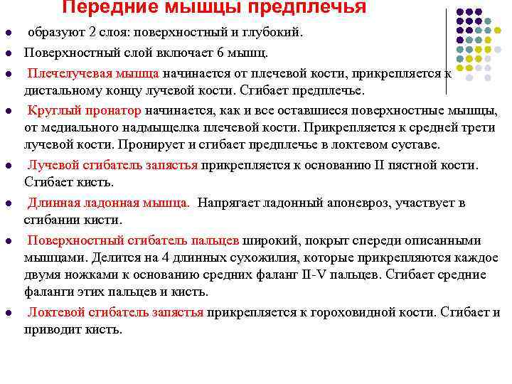    Передние мышцы предплечья l  образуют 2 слоя: поверхностный и глубокий.