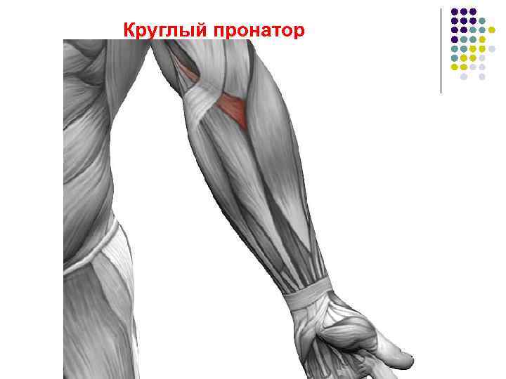 Круглый пронатор 