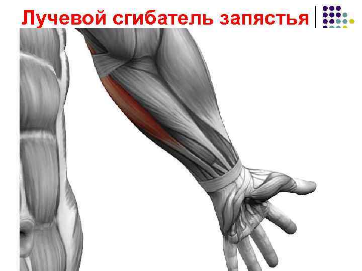 Лучевой сгибатель запястья 