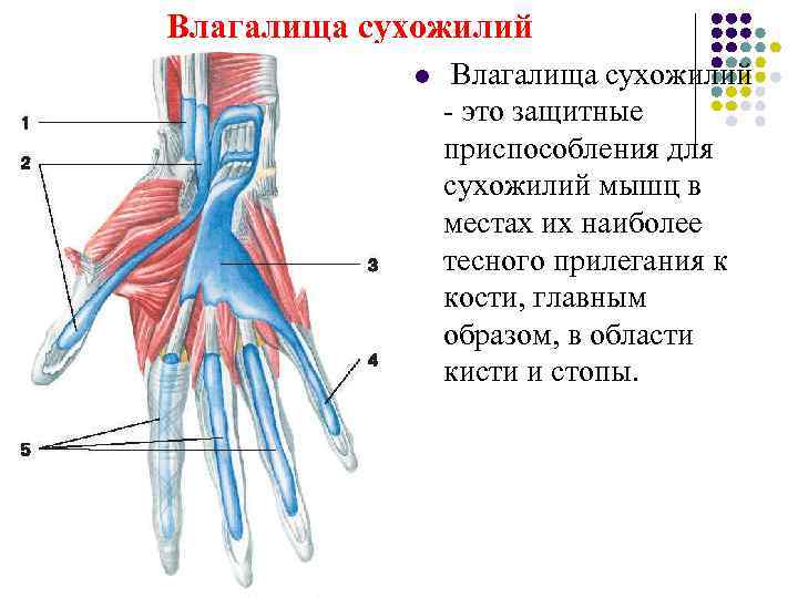Влагалища сухожилий   l  Влагалища сухожилий   - это защитные 