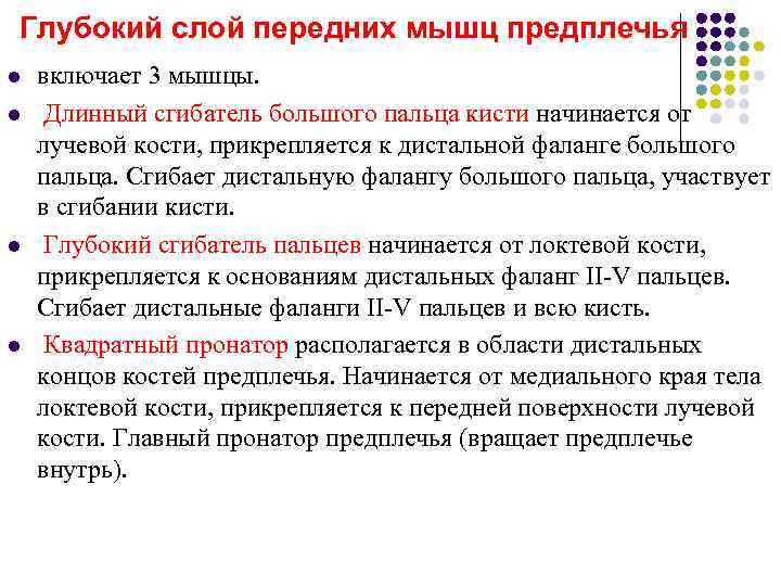 Глубокий слой передних мышц предплечья l  включает 3 мышцы. l  Длинный сгибатель
