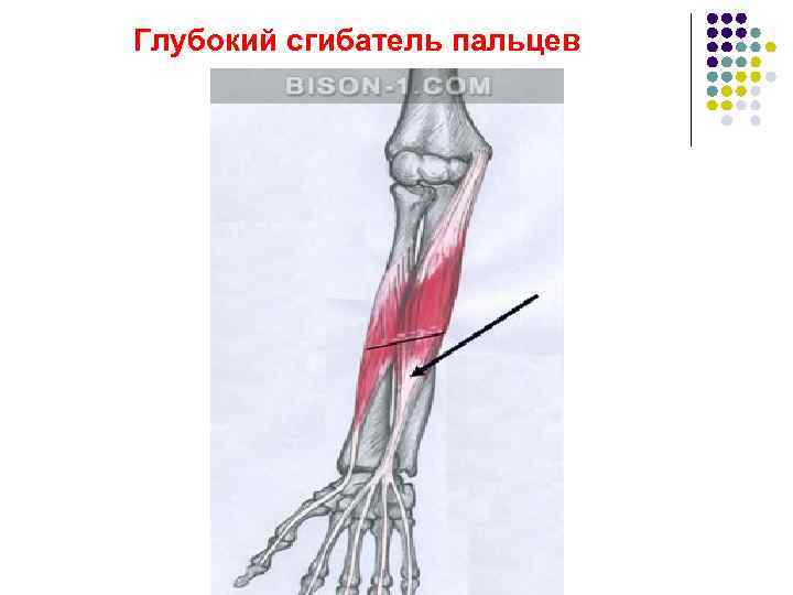Глубокий сгибатель пальцев 