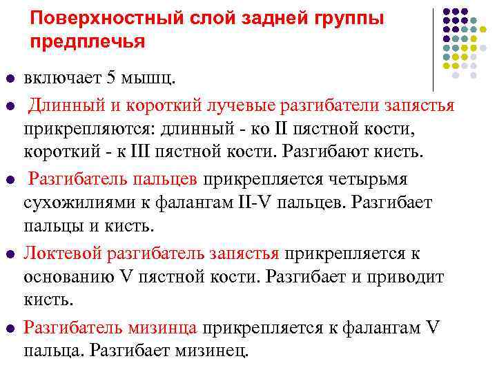   Поверхностный слой задней группы предплечья l  включает 5 мышц. l 