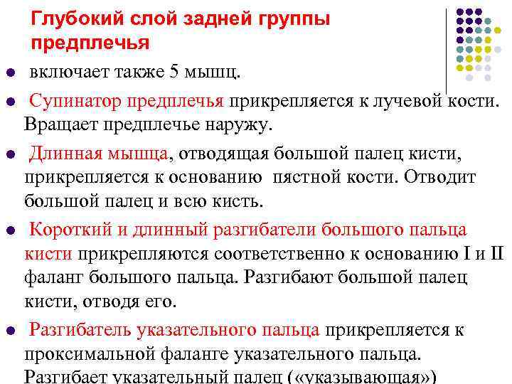  Глубокий слой задней группы предплечья l  включает также 5 мышц. l 