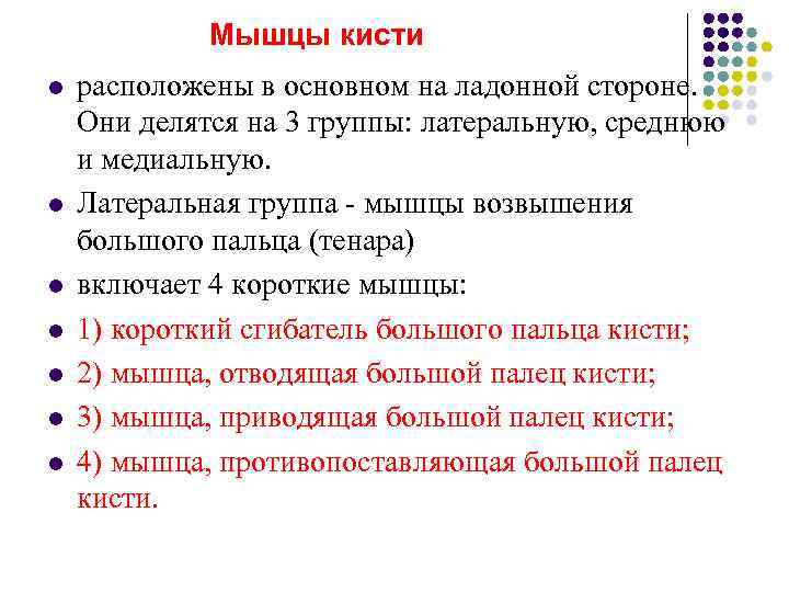    Мышцы кисти l  расположены в основном на ладонной стороне. 