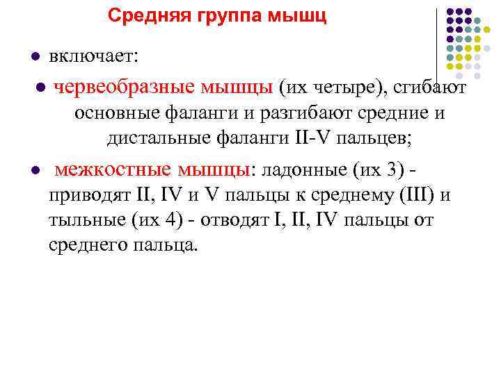    Средняя группа мышц l  включает: l  червеобразные мышцы (их