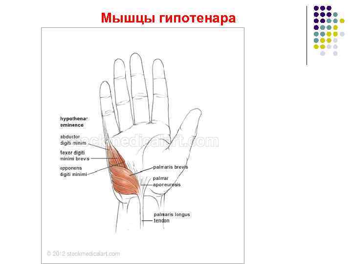 Тенар и гипотенар. Мышцы кисти Тенар и гипотенар функции. Мышцы кисти тенора и гипотенора. Тенер и гипотенер.