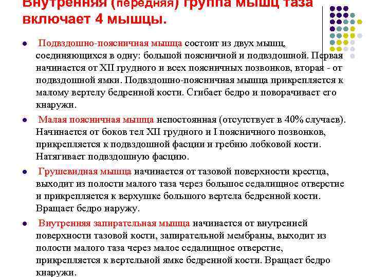 Внутренняя (передняя) группа мышц таза включает 4 мышцы. l  Подвздошно-поясничная мышца состоит из
