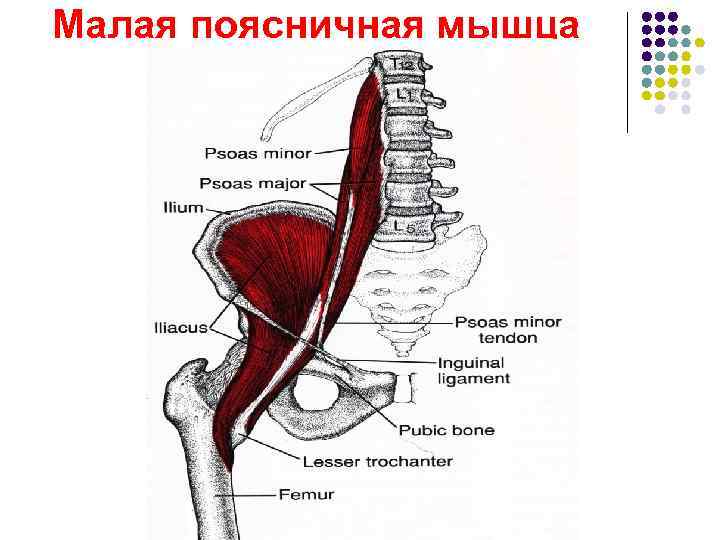 Малая поясничная мышца 
