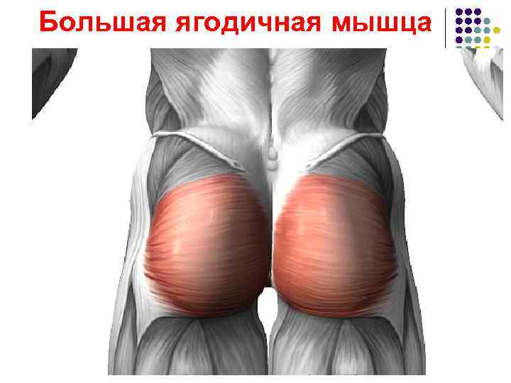 Большая ягодичная мышца 