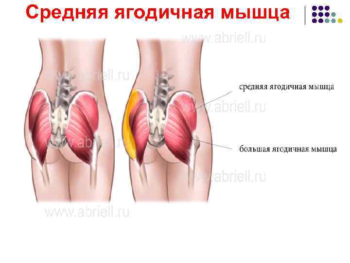 Ягодичные мышцы анатомия строение