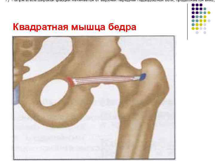 7) Напрягатель широкой фасции начинается от верхней передней подвздошной ости, продолжается вниз,  