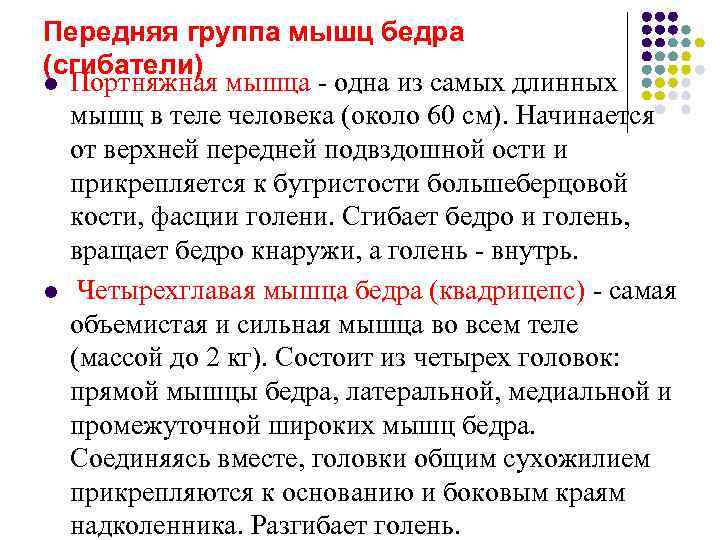 Передняя группа мышц бедра (сгибатели) l Портняжная мышца - одна из самых длинных 