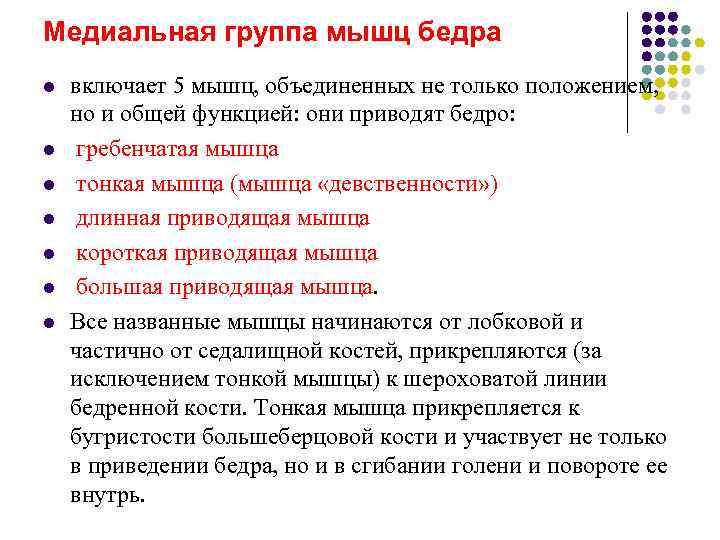 Медиальная группа мышц бедра l  включает 5 мышц, объединенных не только положением, 