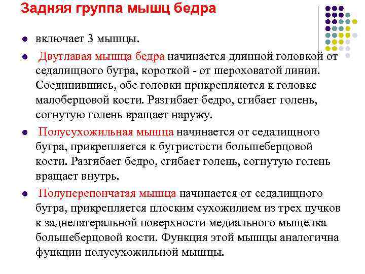 Задняя группа мышц бедра l  включает 3 мышцы. l  Двуглавая мышца бедра