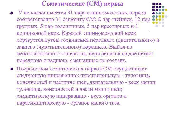 Соматические (СМ) нервы l У человека имеется 31 пара спинномозговых Соматические (СМ) нервы l У человека имеется 31 пара спинномозговых