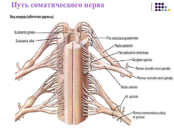 Путь соматического нерва Путь соматического нерва