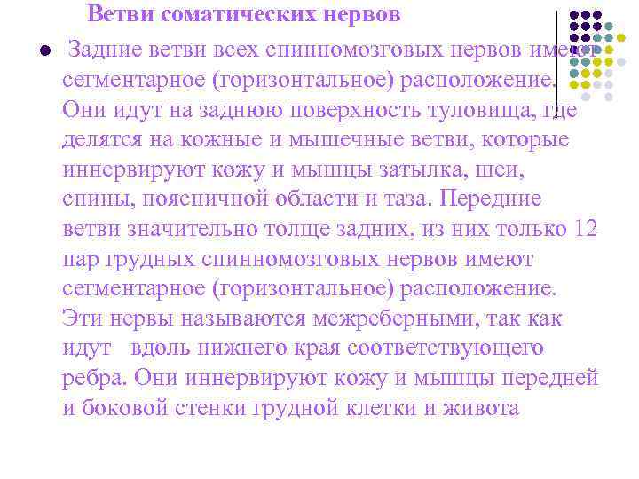 Ветви соматических нервов l Задние ветви всех спинномозговых нервов имеют сегментарное (горизонтальное) Ветви соматических нервов l Задние ветви всех спинномозговых нервов имеют сегментарное (горизонтальное)