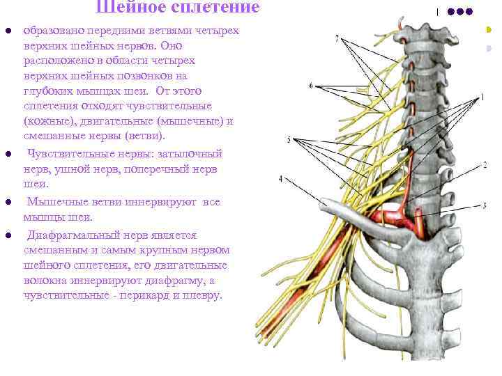 Шейное сплетение l образовано передними ветвями четырех верхних шейных нервов. Шейное сплетение l образовано передними ветвями четырех верхних шейных нервов.