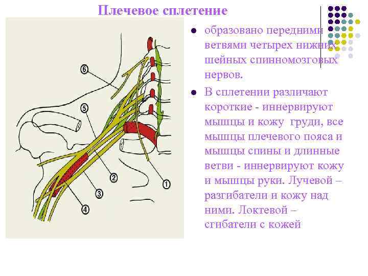 Плечевое сплетение l образовано Плечевое сплетение l образовано