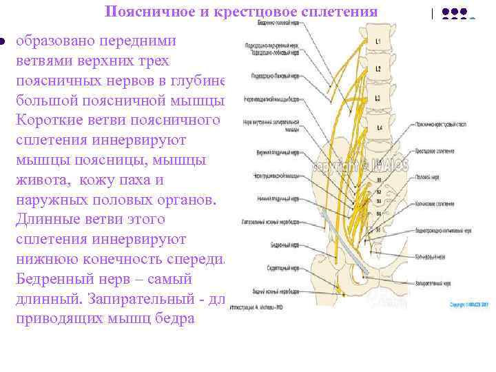 Поясничное и крестцовое сплетения l образовано передними ветвями верхних Поясничное и крестцовое сплетения l образовано передними ветвями верхних