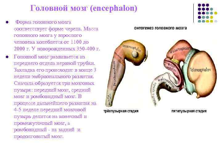 Головной мозг (encephalon) l Форма головного мозга соответствует форме черепа. Масса Головной мозг (encephalon) l Форма головного мозга соответствует форме черепа. Масса