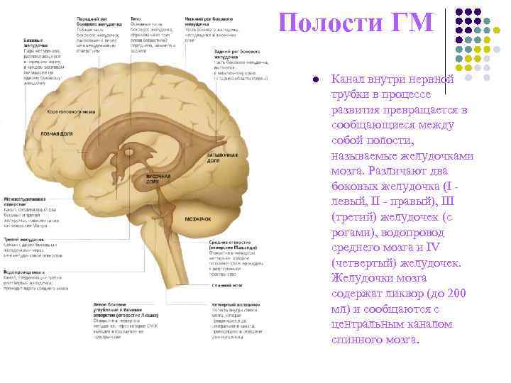 Полости ГМ l Полости ГМ l