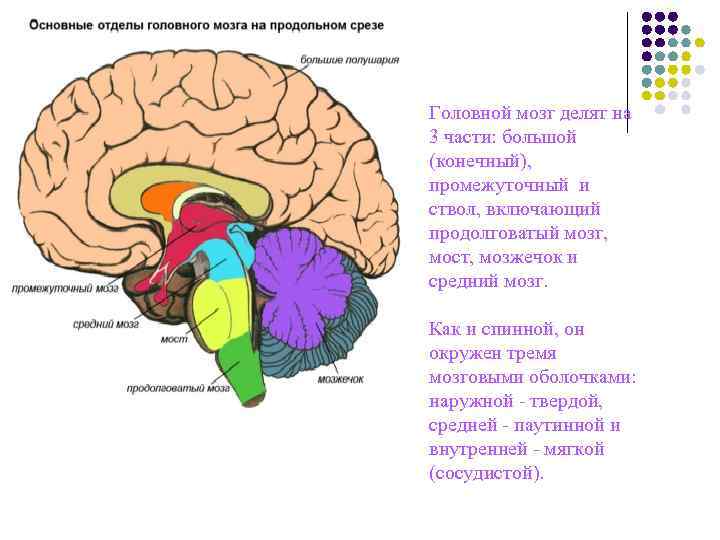 Головной мозг делят на 3 части: большой (конечный), промежуточный и ствол, включающий продолговатый Головной мозг делят на 3 части: большой (конечный), промежуточный и ствол, включающий продолговатый