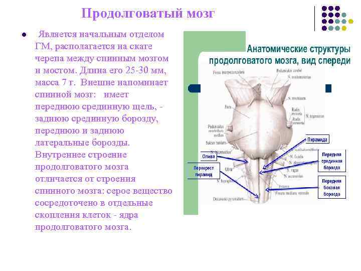 Продолговатый мозг l Является начальным отделом ГМ, располагается на скате Продолговатый мозг l Является начальным отделом ГМ, располагается на скате