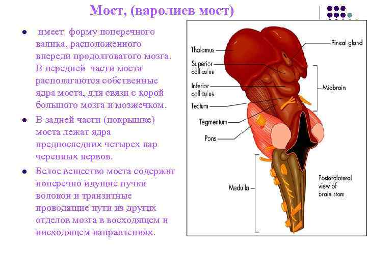 Мост, (варолиев мост) l имеет форму поперечного валика, расположенного впереди Мост, (варолиев мост) l имеет форму поперечного валика, расположенного впереди
