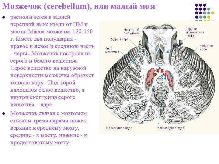 Мозжечок (cerebellum), или малый мозг l располагается в задней черепной ямке кзади от Мозжечок (cerebellum), или малый мозг l располагается в задней черепной ямке кзади от