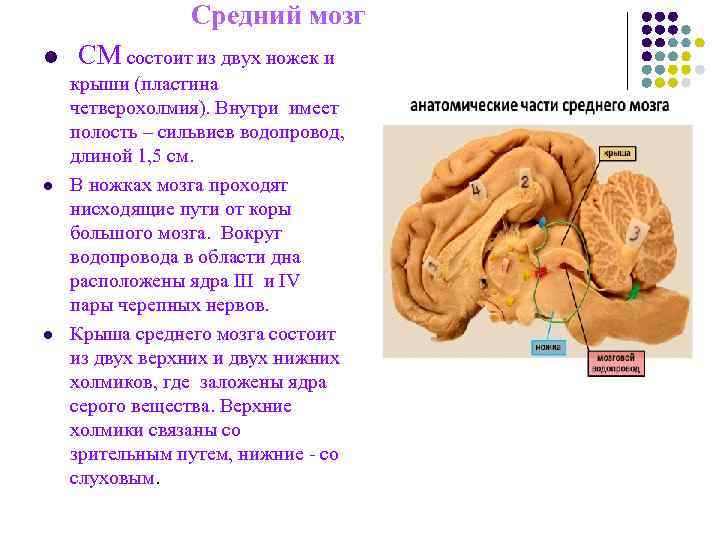 Средний мозг l СМ состоит из двух ножек и крыши Средний мозг l СМ состоит из двух ножек и крыши