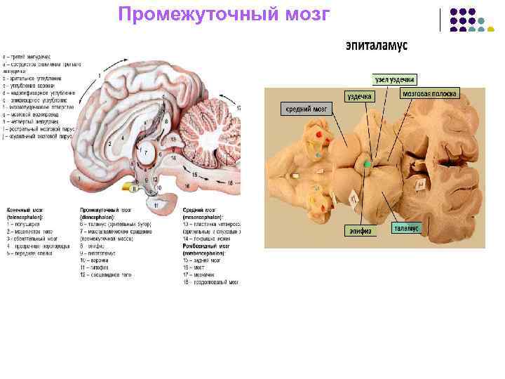 Промежуточный мозг Промежуточный мозг