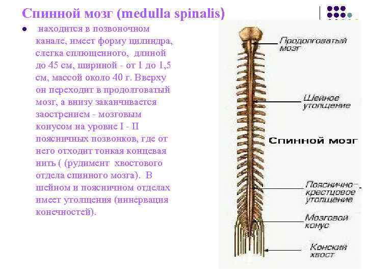 Спинной мозг (medulla spinalis) l находится в позвоночном канале, имеет форму цилиндра, Спинной мозг (medulla spinalis) l находится в позвоночном канале, имеет форму цилиндра,