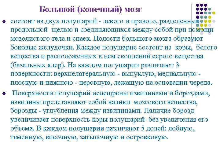 Большой (конечный) мозг l состоит из двух полушарий - Большой (конечный) мозг l состоит из двух полушарий -