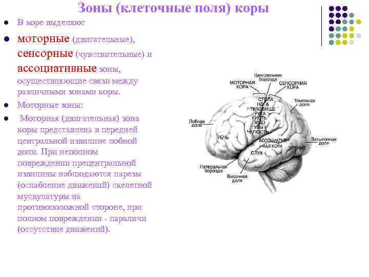 Зоны (клеточные поля) коры l В коре выделяют l Зоны (клеточные поля) коры l В коре выделяют l