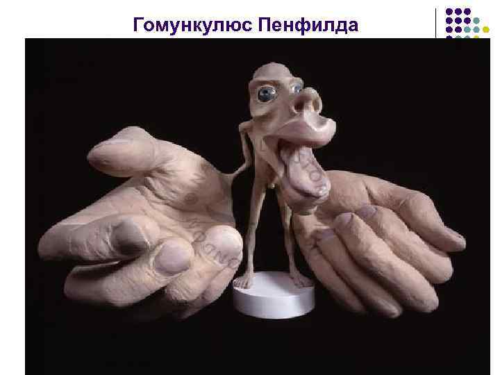 Гомункулюс Пенфилда Гомункулюс Пенфилда