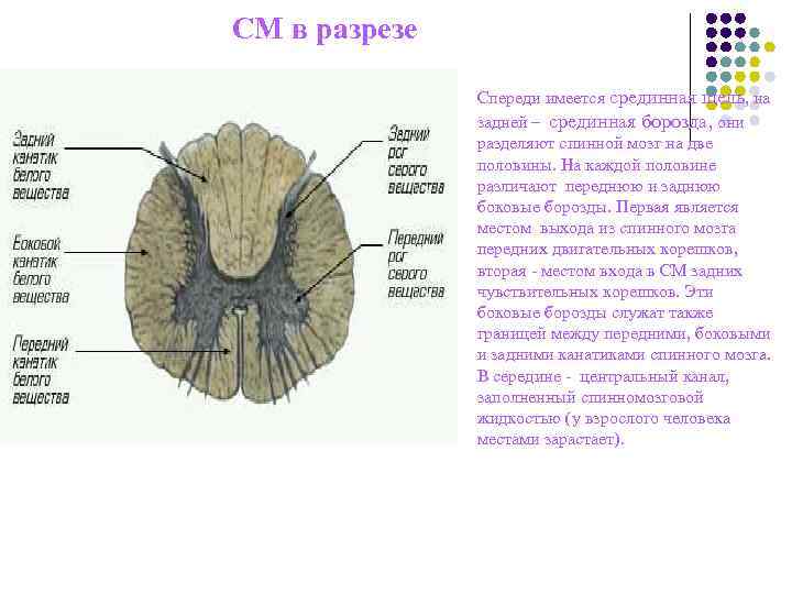 СМ в разрезе l Спереди имеется срединная щель, на СМ в разрезе l Спереди имеется срединная щель, на