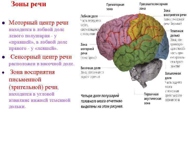 Зоны речи l Моторный центр речи находится в лобной доле левого Зоны речи l Моторный центр речи находится в лобной доле левого