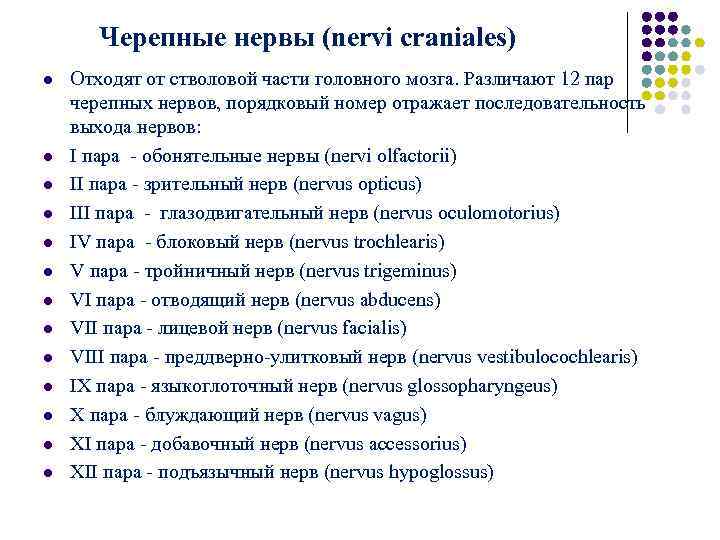 Черепные нервы (nervi craniales) l Отходят от стволовой части головного мозга. Черепные нервы (nervi craniales) l Отходят от стволовой части головного мозга.