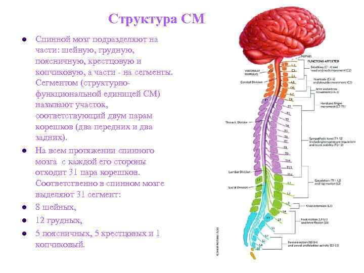 Структура СМ l Спинной мозг подразделяют на части: Структура СМ l Спинной мозг подразделяют на части: