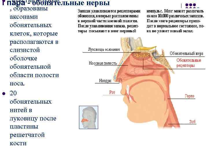 l чувствительные I пара - обонятельные нервы , образованы аксонами обонятельных клеток, l чувствительные I пара - обонятельные нервы , образованы аксонами обонятельных клеток,