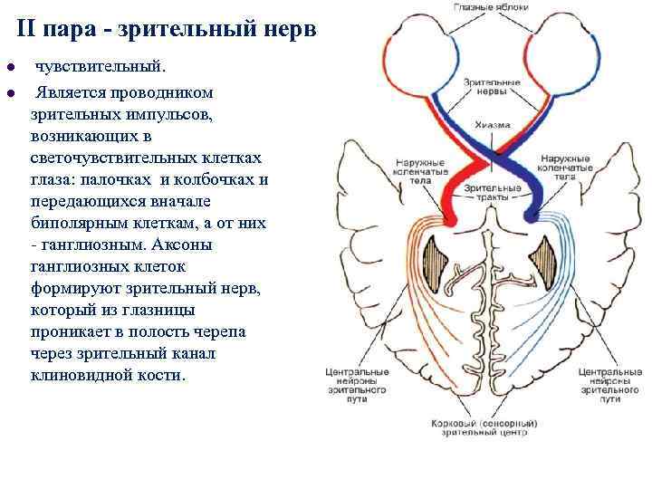 II пара - зрительный нерв l чувствительный. l Является проводником зрительных II пара - зрительный нерв l чувствительный. l Является проводником зрительных