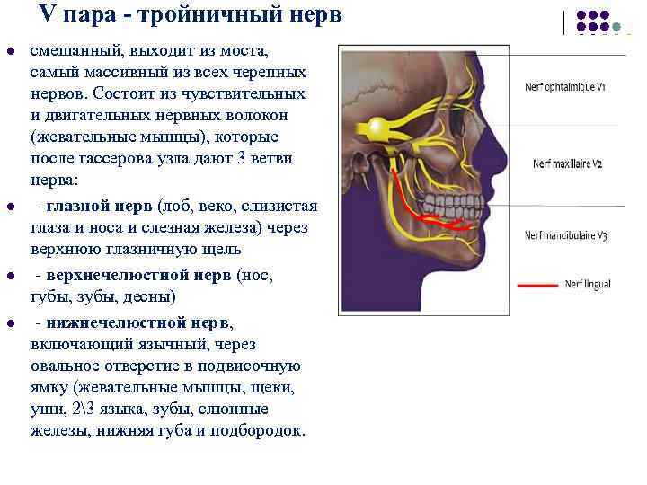 V пара - тройничный нерв l смешанный, выходит из моста, самый V пара - тройничный нерв l смешанный, выходит из моста, самый