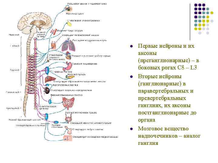 l Первые нейроны и их аксоны (преганглионарные) – в боковых рогах C 8 l Первые нейроны и их аксоны (преганглионарные) – в боковых рогах C 8
