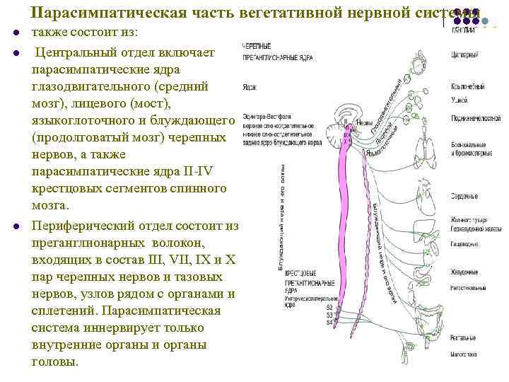 Парасимпатическая часть вегетативной нервной системы l также состоит из: l Парасимпатическая часть вегетативной нервной системы l также состоит из: l