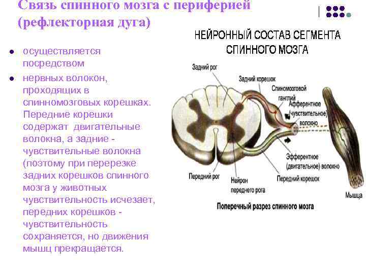 Связь спинного мозга с периферией (рефлекторная дуга) l осуществляется посредством l Связь спинного мозга с периферией (рефлекторная дуга) l осуществляется посредством l