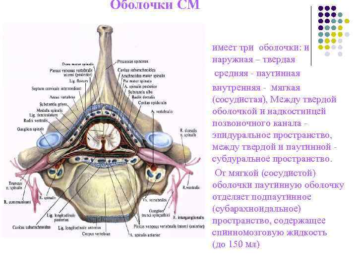 Оболочки СМ l имеет Оболочки СМ l имеет