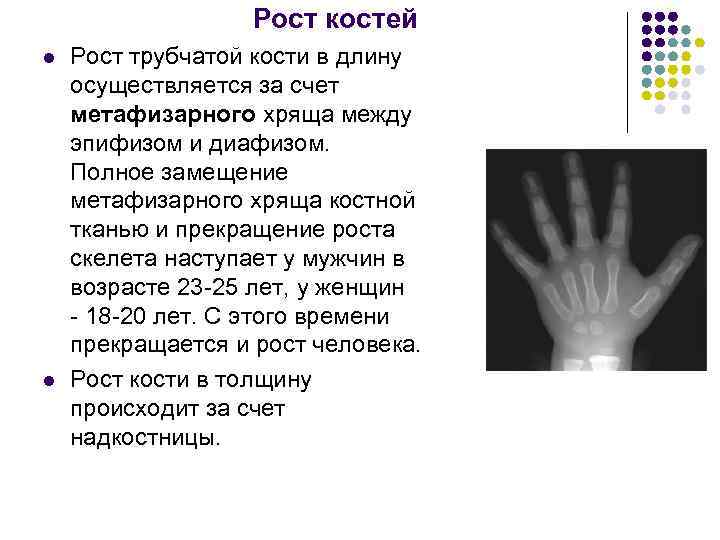    Рост костей l  Рост трубчатой кости в длину осуществляется